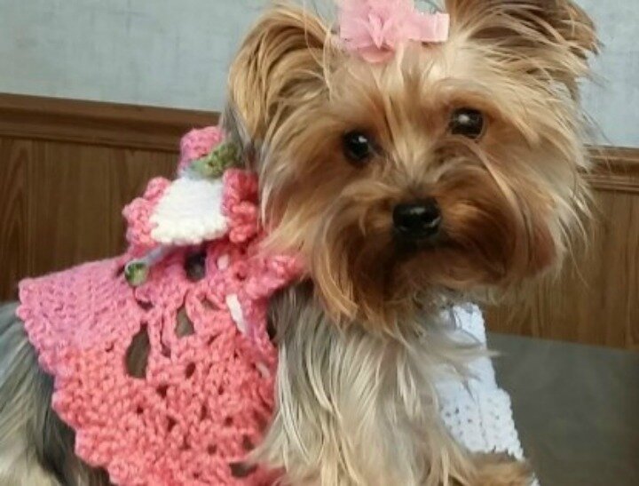 Dog-in-dress-FB-feat